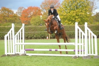 "Iris " Chestnut Mare Eventer