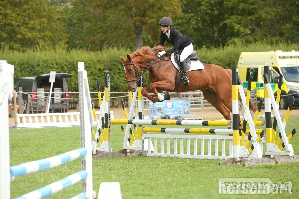 "Iris " Chestnut Mare Eventer
