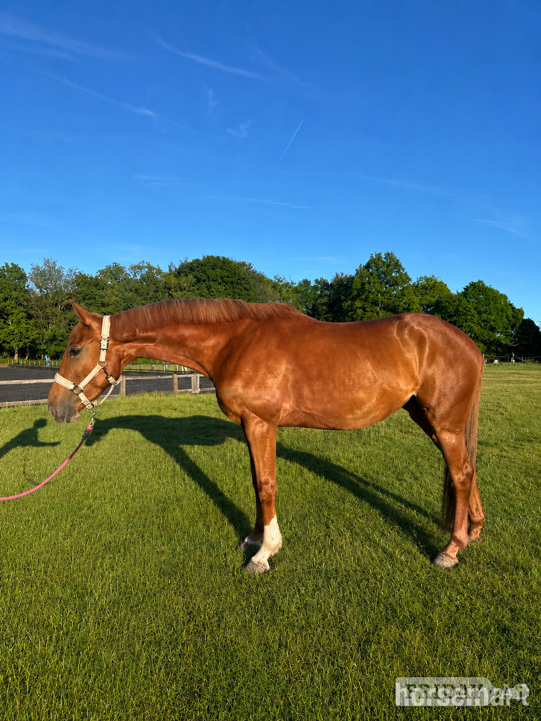 Tonbridge "Iris " Chestnut Mare Eventer