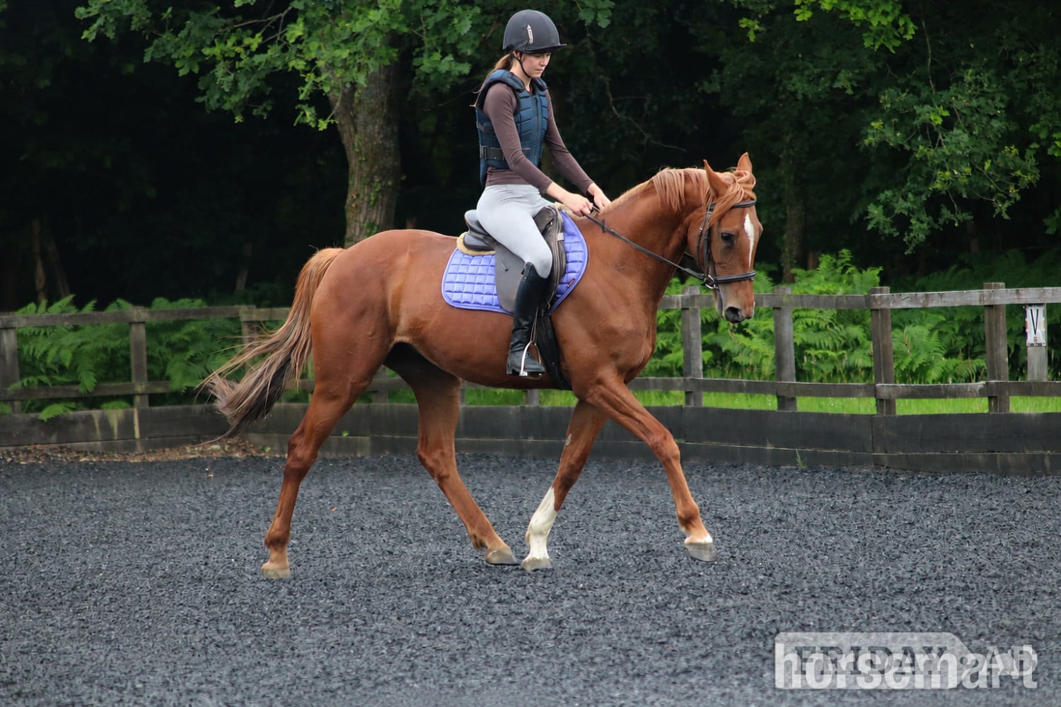 "Iris " Chestnut Mare Eventer - Horses in Tonbridge