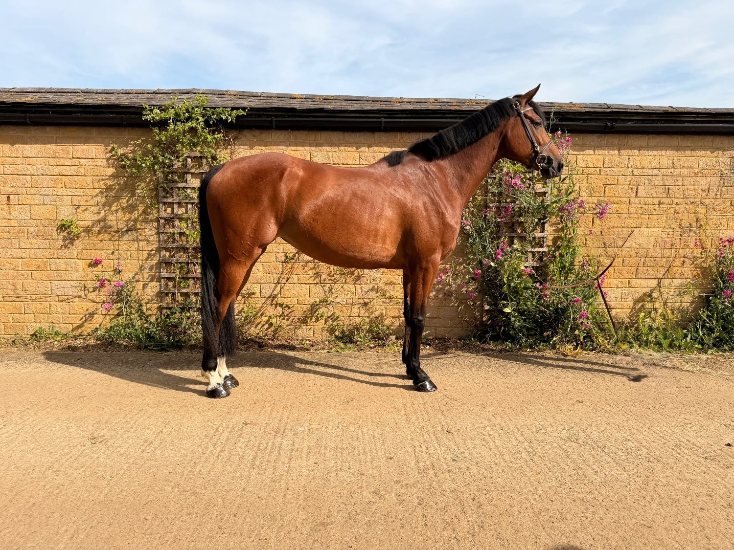 "ANNE BONNY" Bay Mare Show Jumper