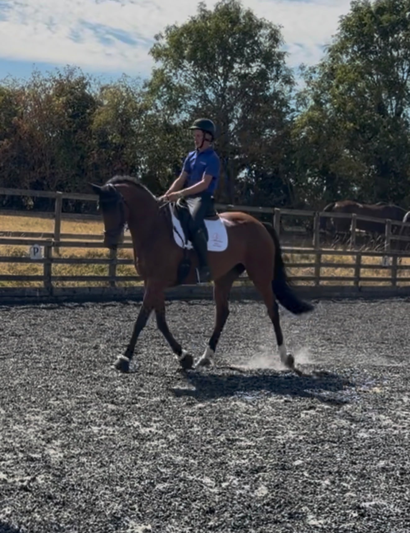 "ANNE BONNY" Bay Mare Show Jumper - Horses in Towcester