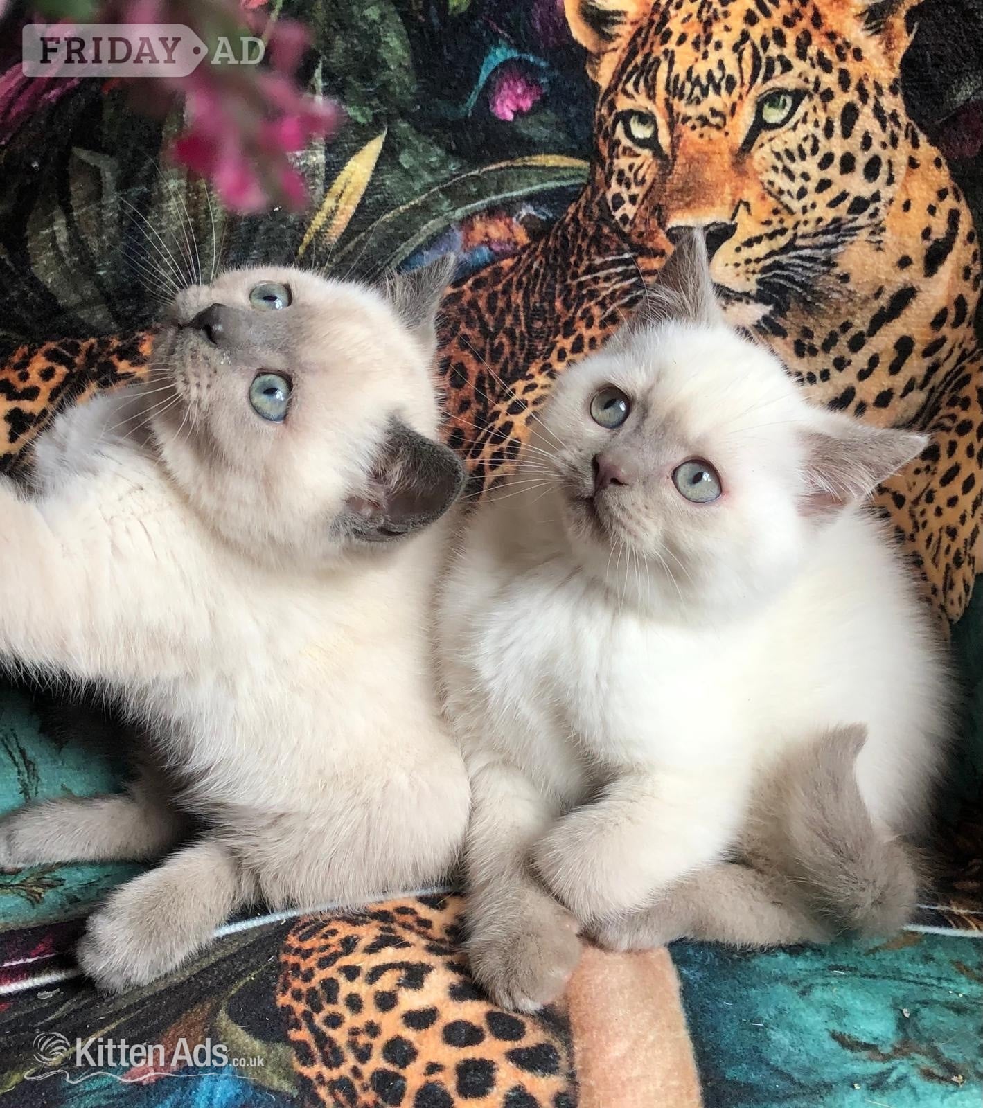Gorgeous Colourpoint blue point BSH  kittens  - Cats & Kittens