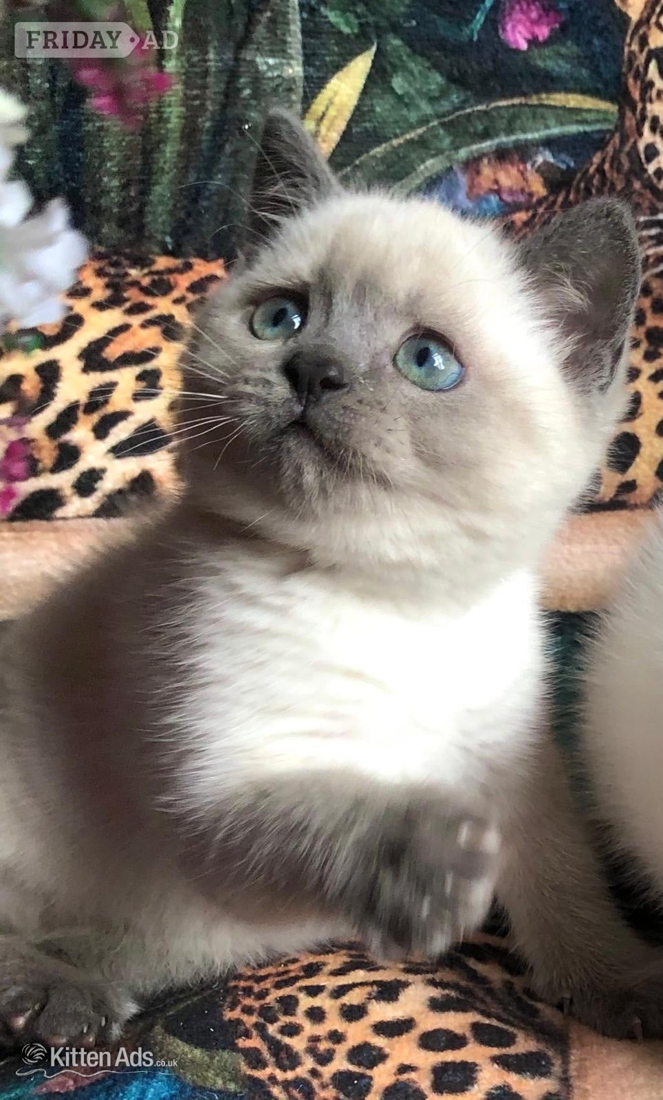 Gorgeous Colourpoint blue point BSH  kittens 