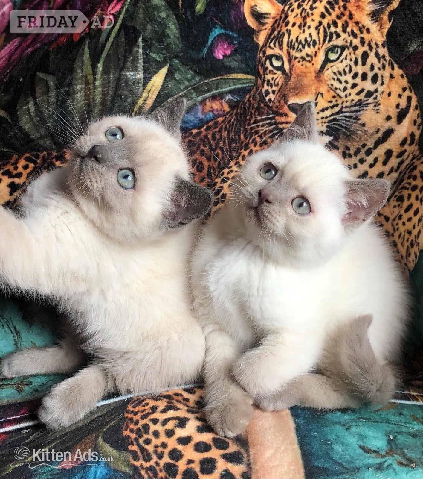 Gorgeous Colourpoint blue point BSH  kittens  in Salford