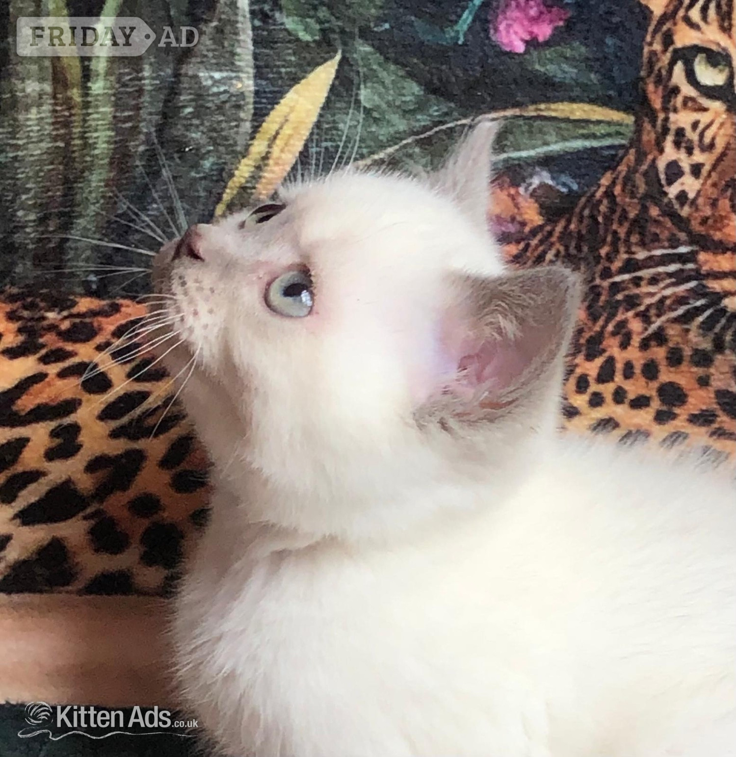 Gorgeous Colourpoint blue point BSH  kittens  - Cats & Kittens in Salford