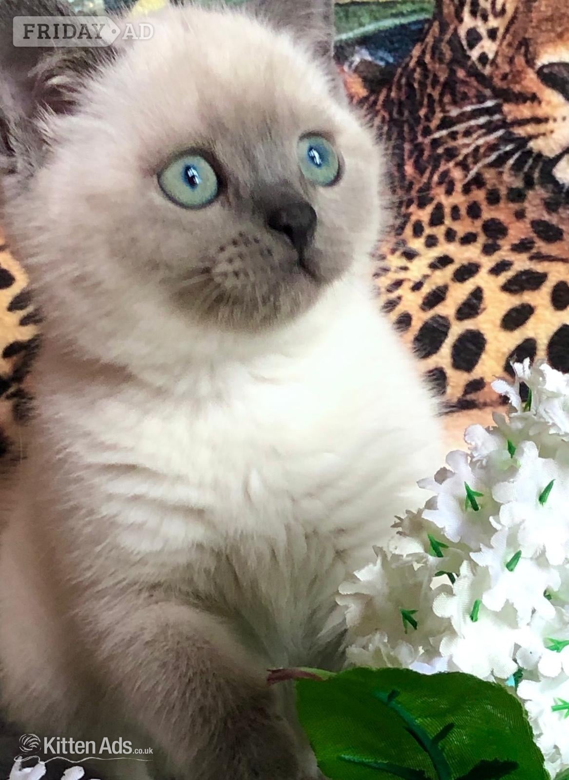 Salford Gorgeous Colourpoint blue point BSH  kittens 