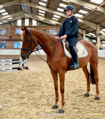 "Rusty" Chestnut Mare All Rounder