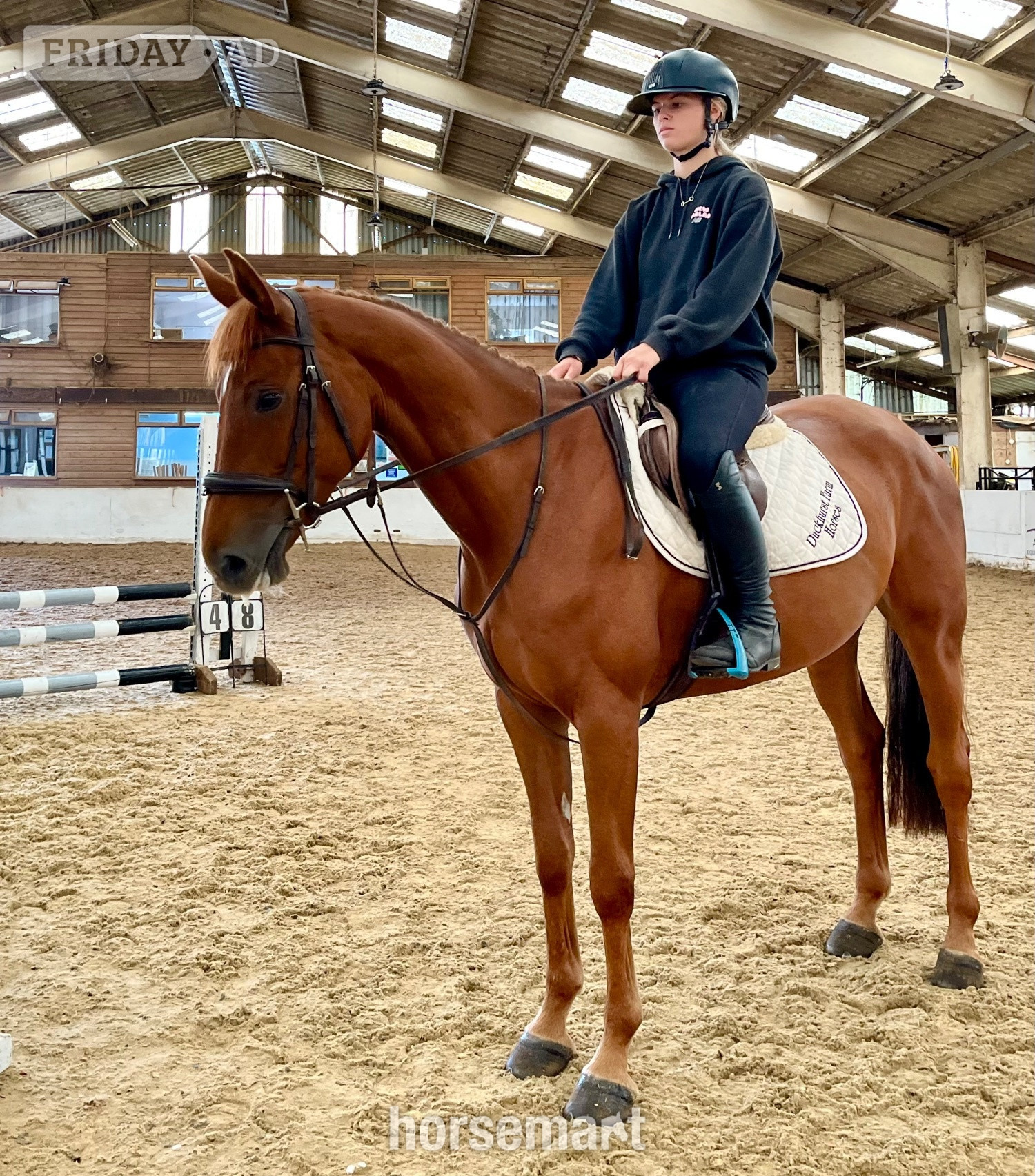 "Rusty" Chestnut Mare All Rounder in Staplehurst