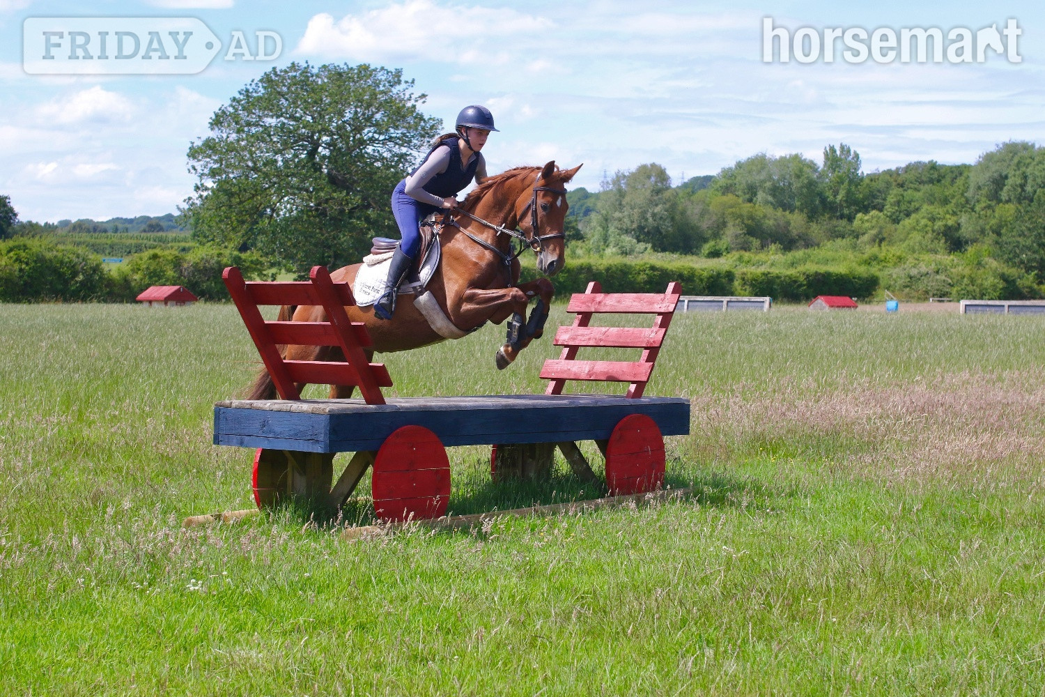 "Rusty" Chestnut Mare All Rounder