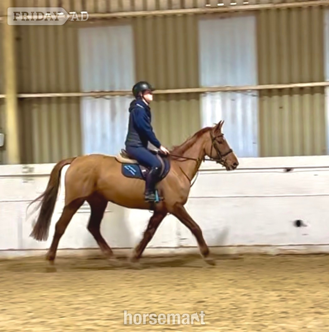 Staplehurst "Rusty" Chestnut Mare All Rounder