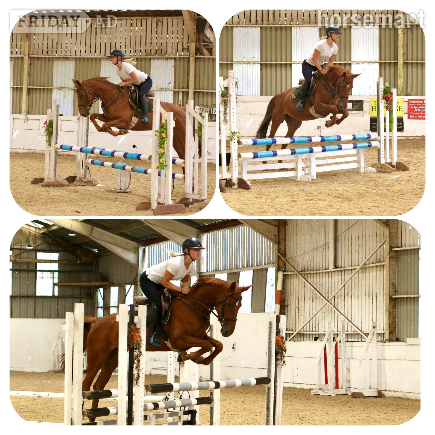 "Rusty" Chestnut Mare All Rounder - Horses in Staplehurst