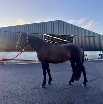 "Woody" Bay Gelding All Rounder
