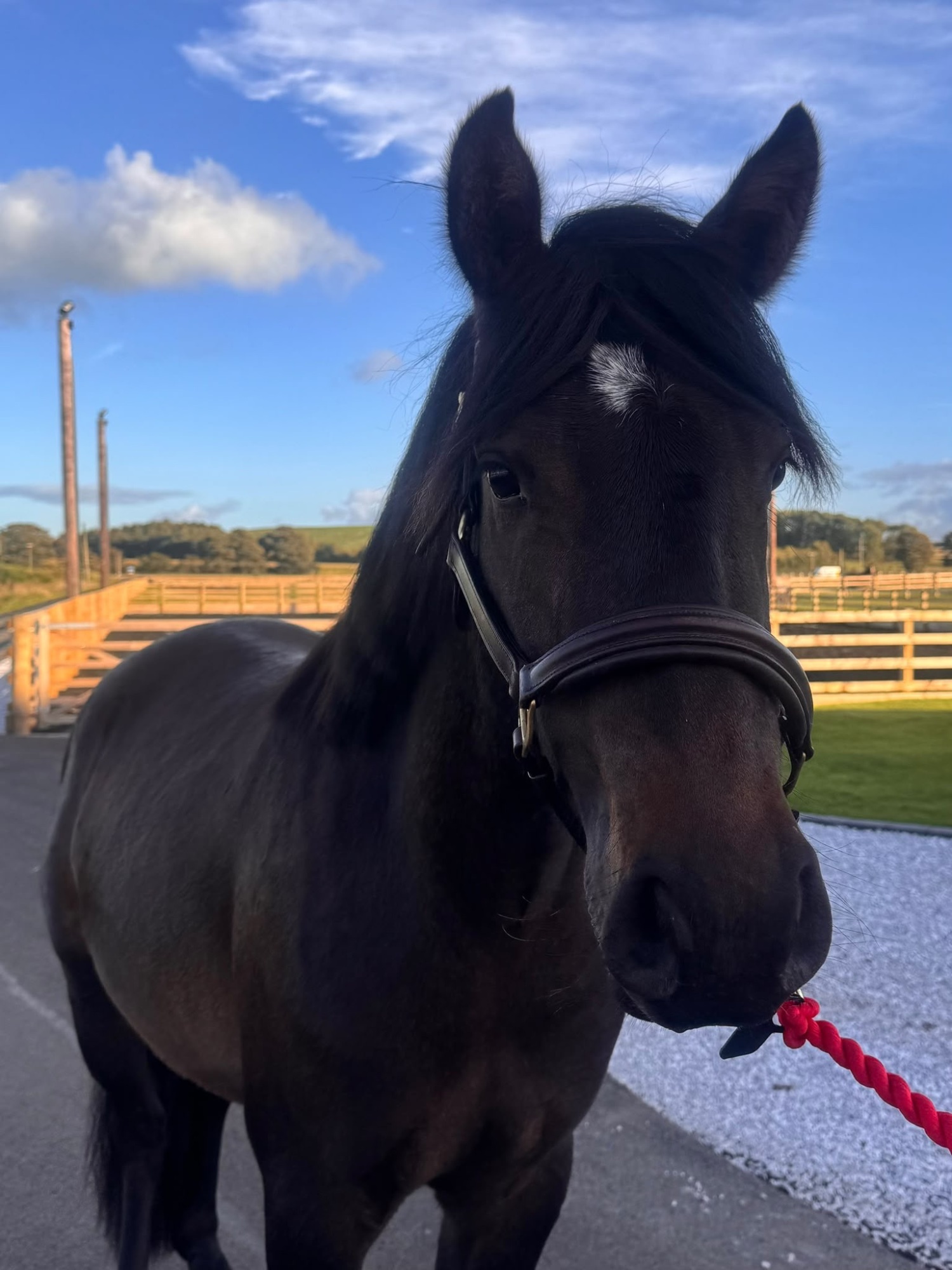 "Woody" Bay Gelding All Rounder