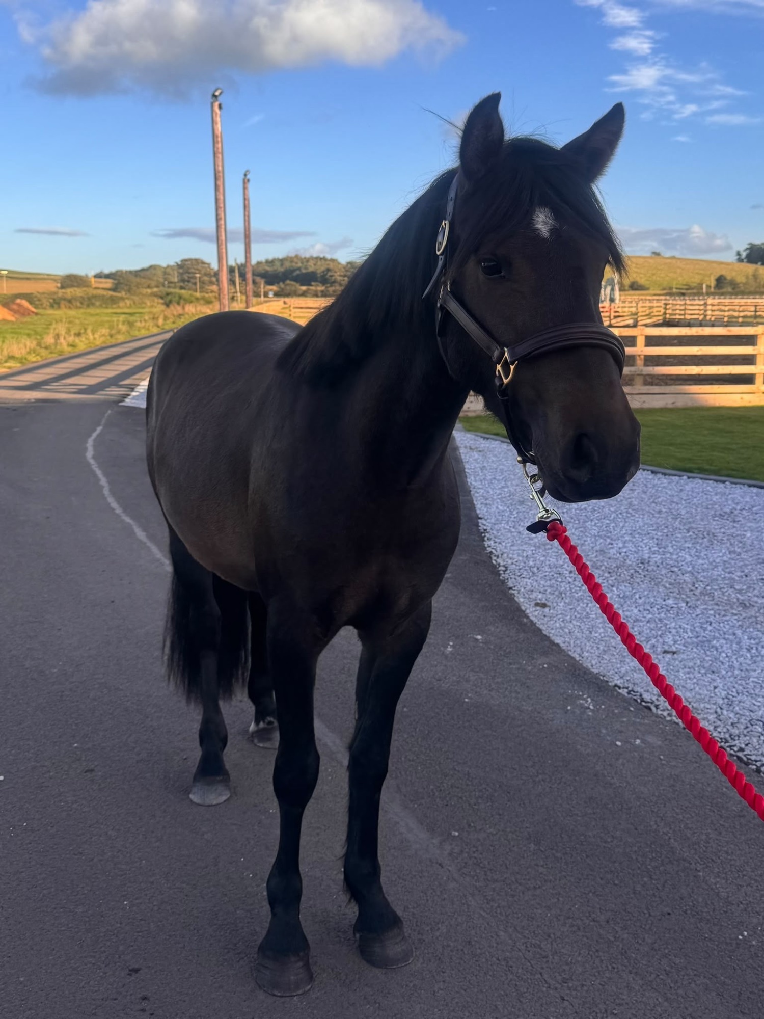 Ayr "Woody" Bay Gelding All Rounder
