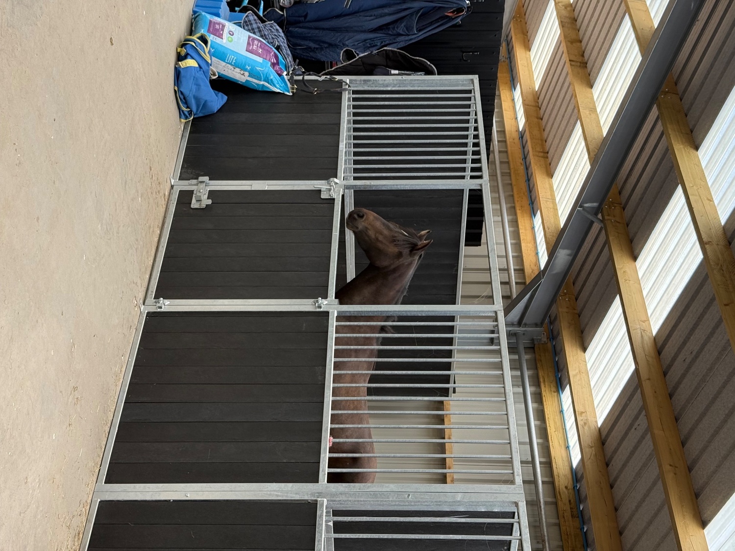 "Woody" Bay Gelding All Rounder - Horses in Ayr