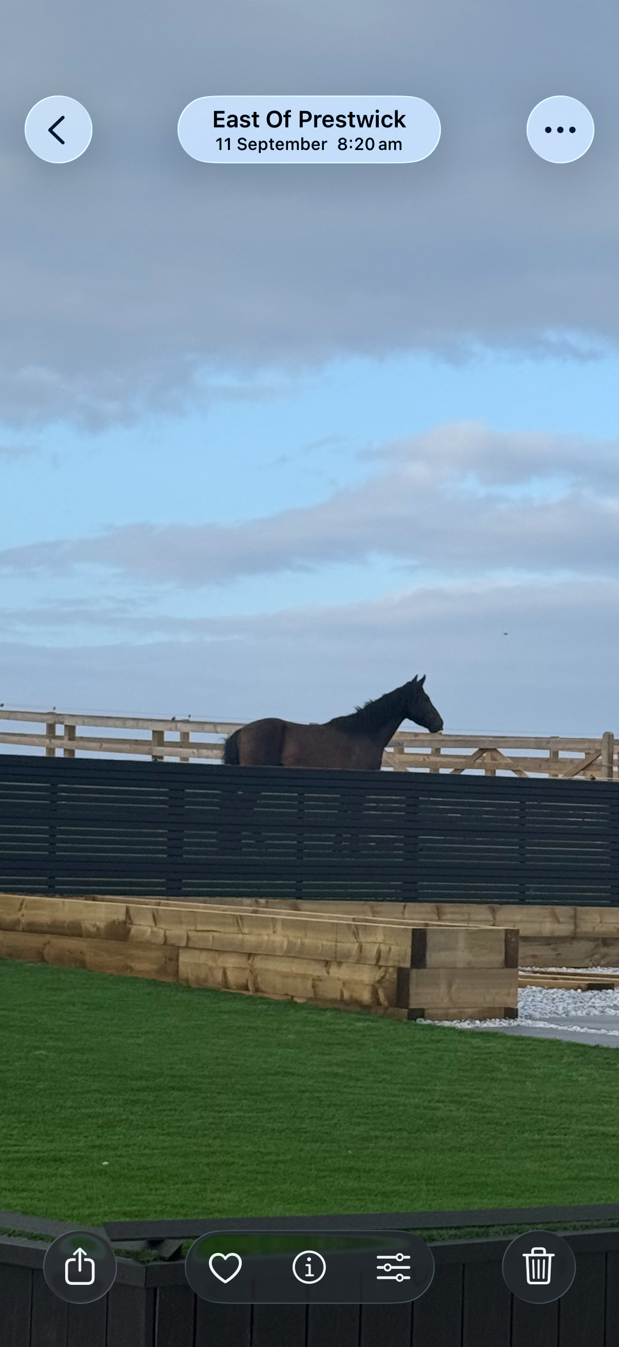"Woody" Bay Gelding All Rounder - Horses