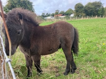 "Murphy" Black Colt Youngstock / Foal