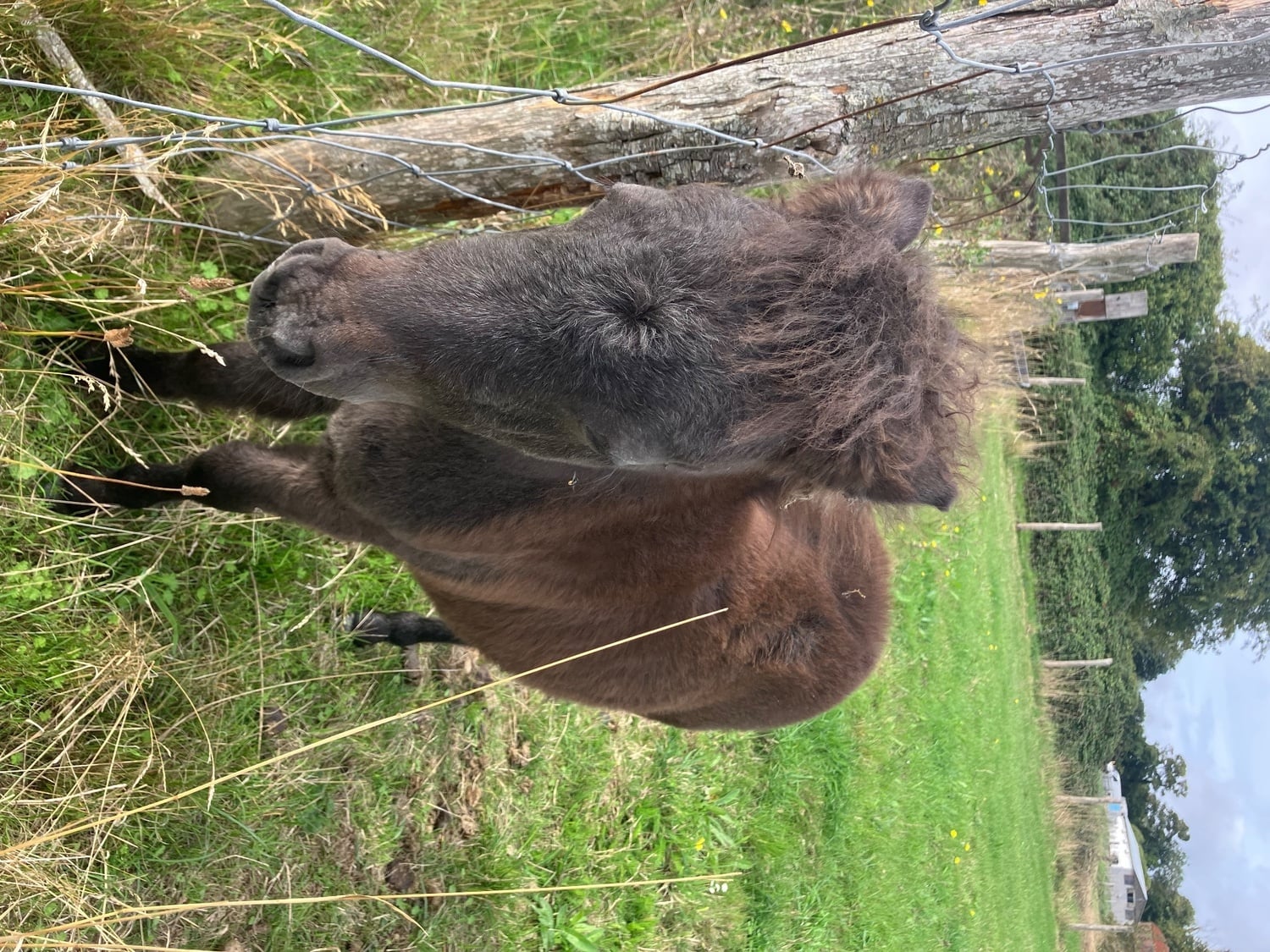 "Murphy" Black Colt Youngstock / Foal