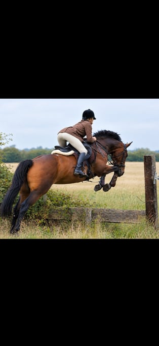 "?PEARL?" Bay Mare Happy Hacker