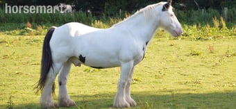 "Tommy ride &amp; drive " Piebald Gelding Cob/Heavy Horse