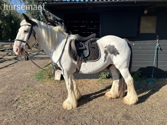 "Tommy ride &amp; drive " Piebald Gelding Cob/Heavy Horse