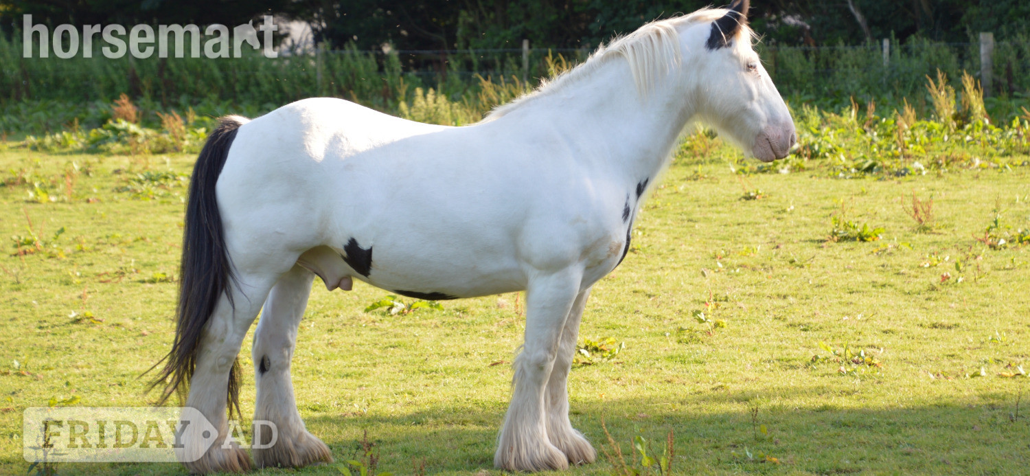 "Tommy ride &amp; drive " Piebald Gelding Cob/Heavy Horse in Benington