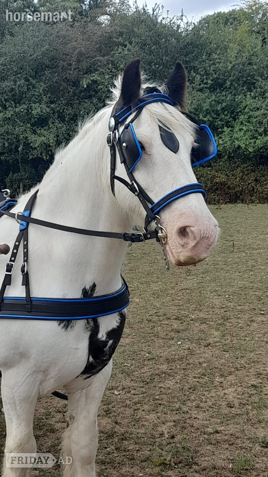 "Tommy ride &amp; drive " Piebald Gelding Cob/Heavy Horse