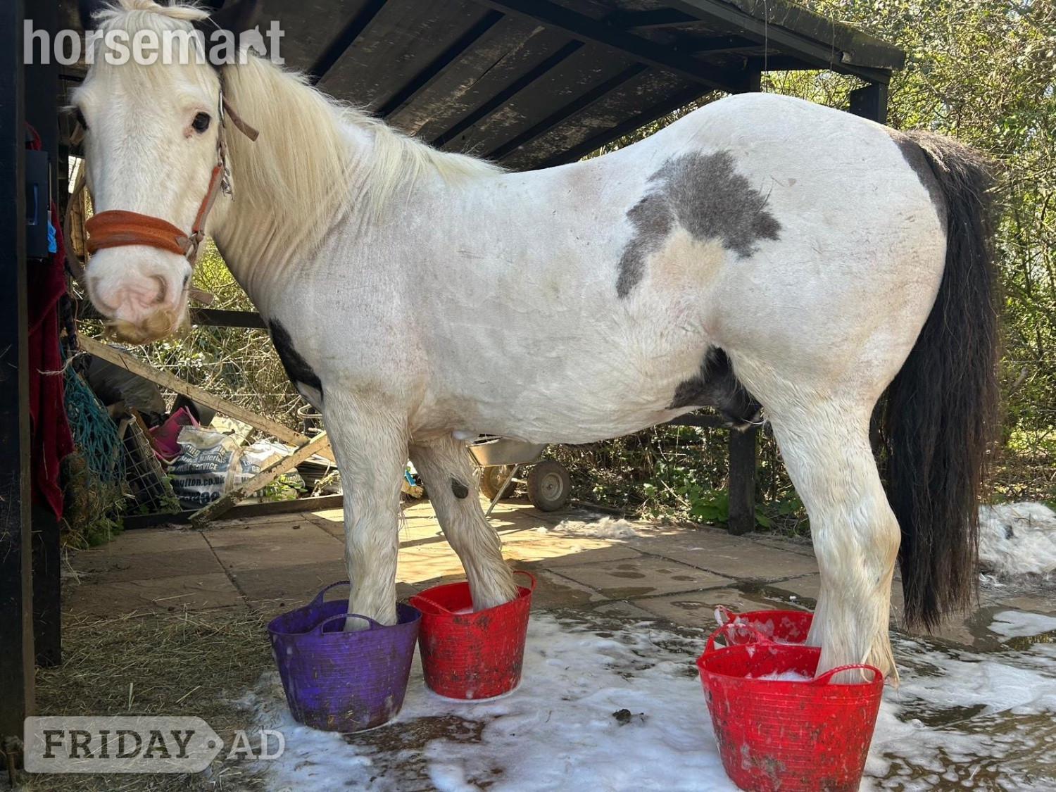 Benington "Tommy ride &amp; drive " Piebald Gelding Cob/Heavy Horse