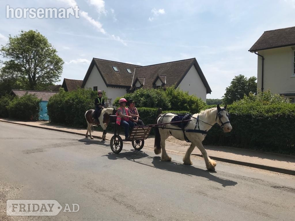 "Tommy ride &amp; drive " Piebald Gelding Cob/Heavy Horse - Horses in Benington