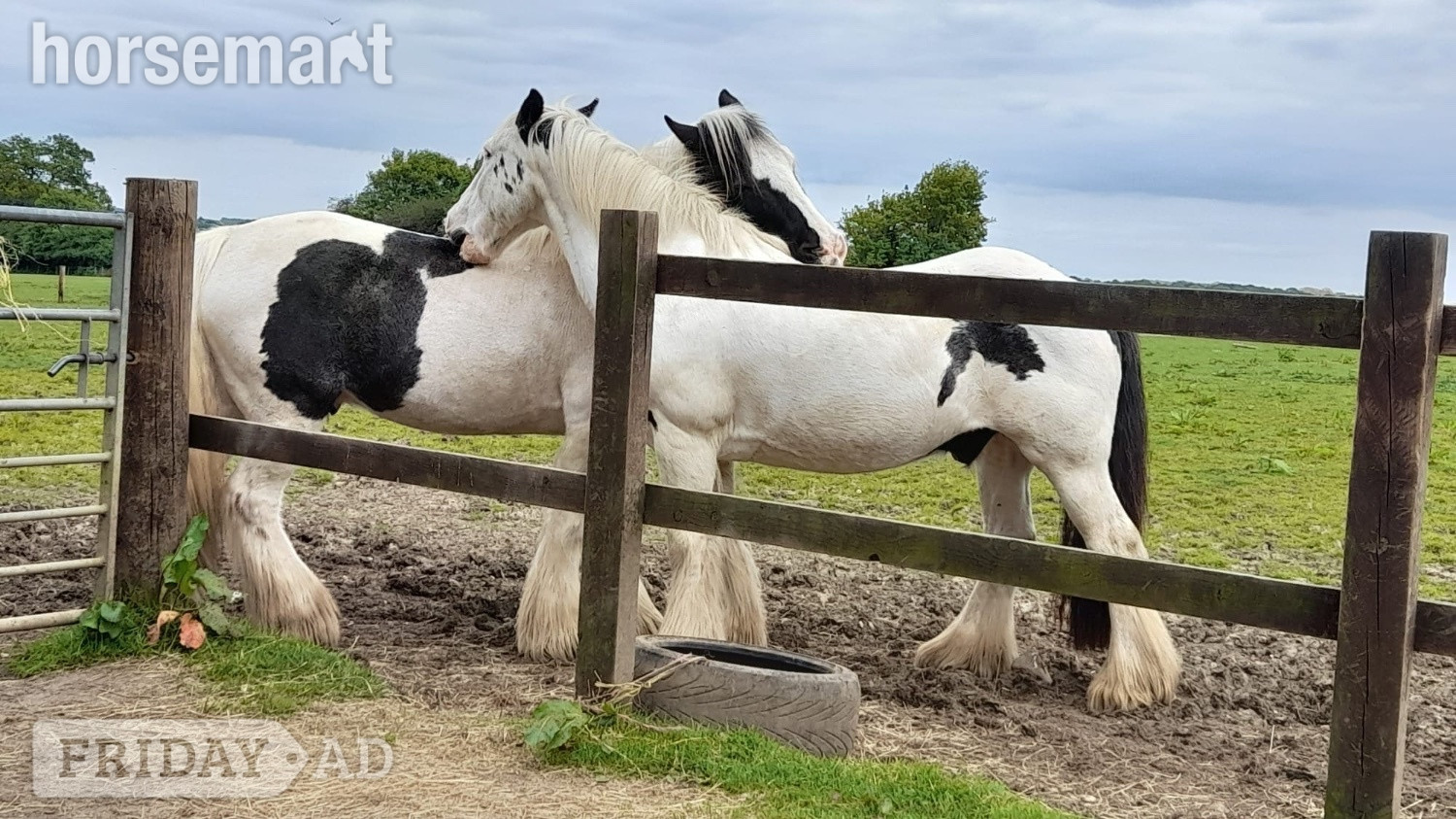 "Tommy ride &amp; drive " Piebald Gelding Cob/Heavy Horse - Horses