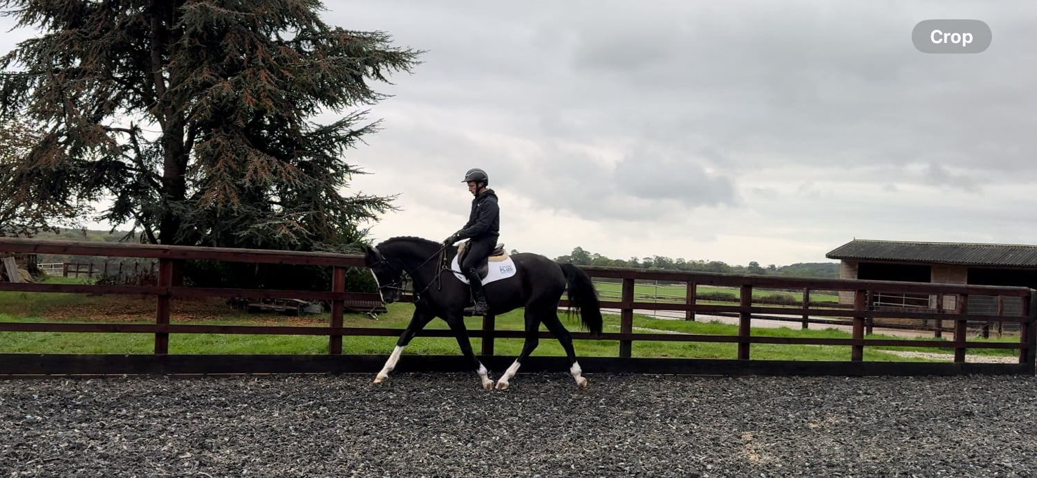 "Jack" Black Gelding All Rounder