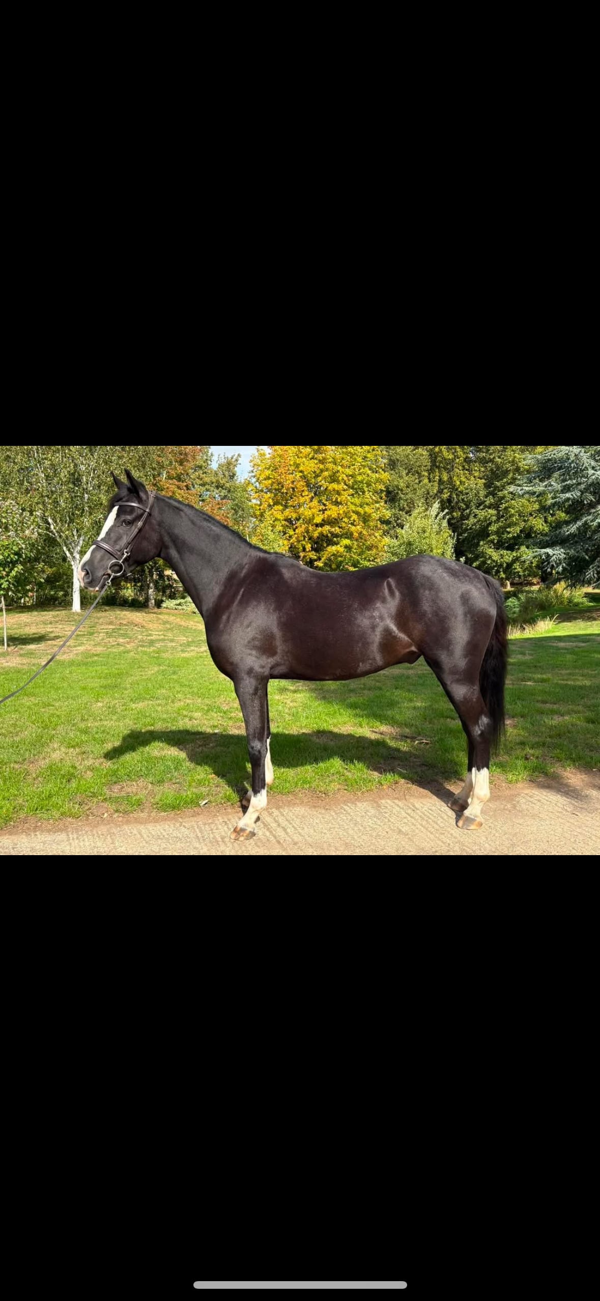 Towcester "Jack" Black Gelding All Rounder