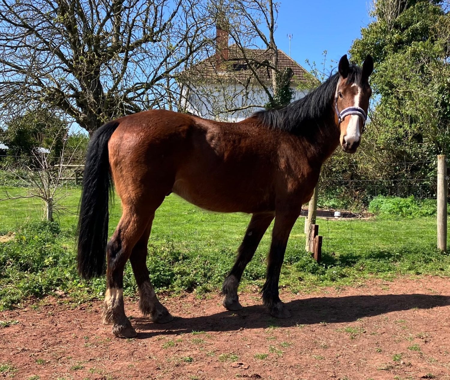"Norman" Bay Gelding All Rounder
