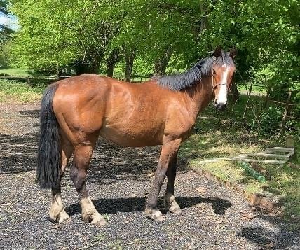 "Norman" Bay Gelding All Rounder - Horses in Crediton