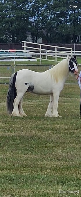 "JJ" Piebald Gelding Cob/Heavy Horse
