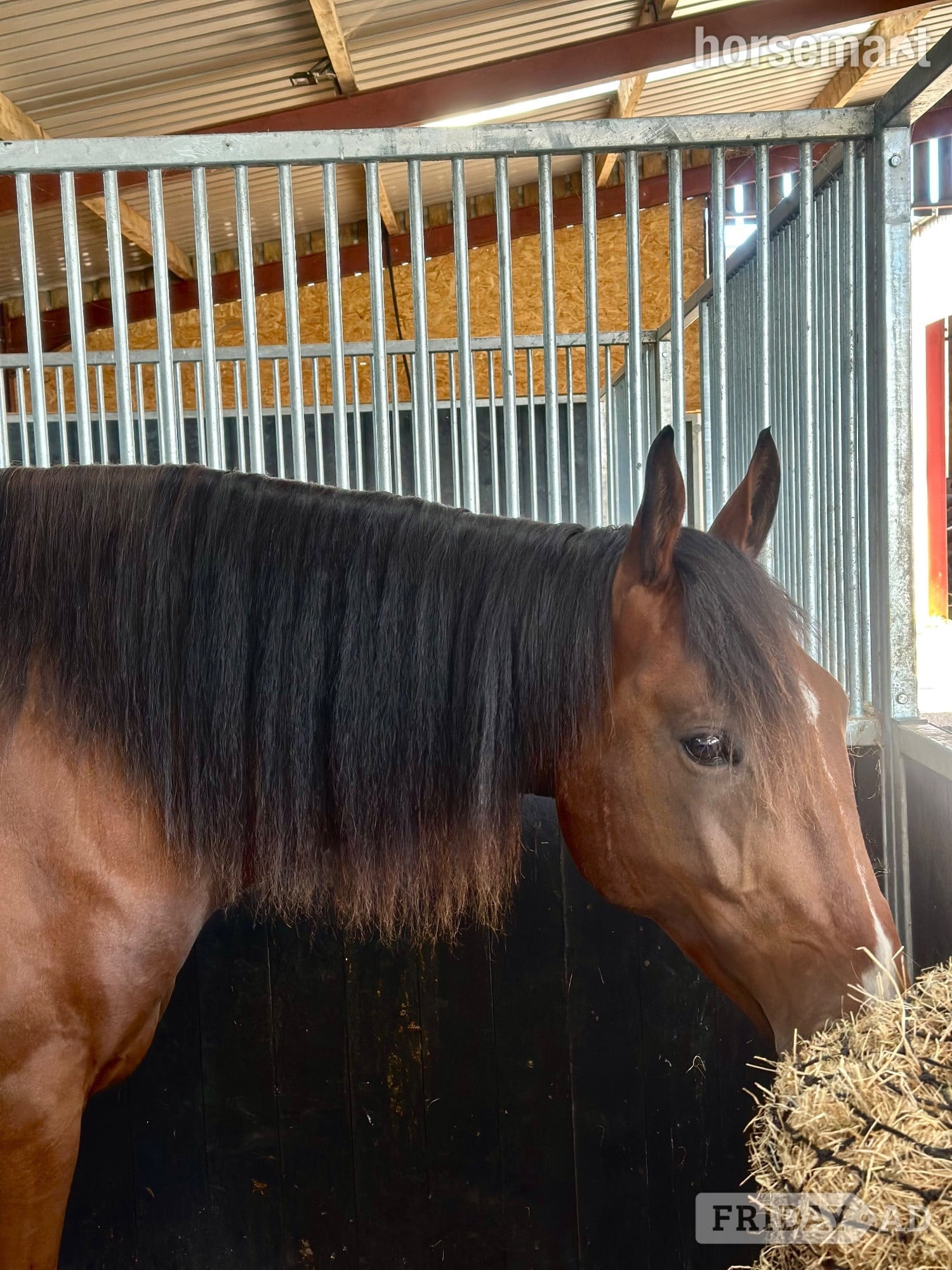 "Rohan" Bay Gelding Companion Horse - Horses