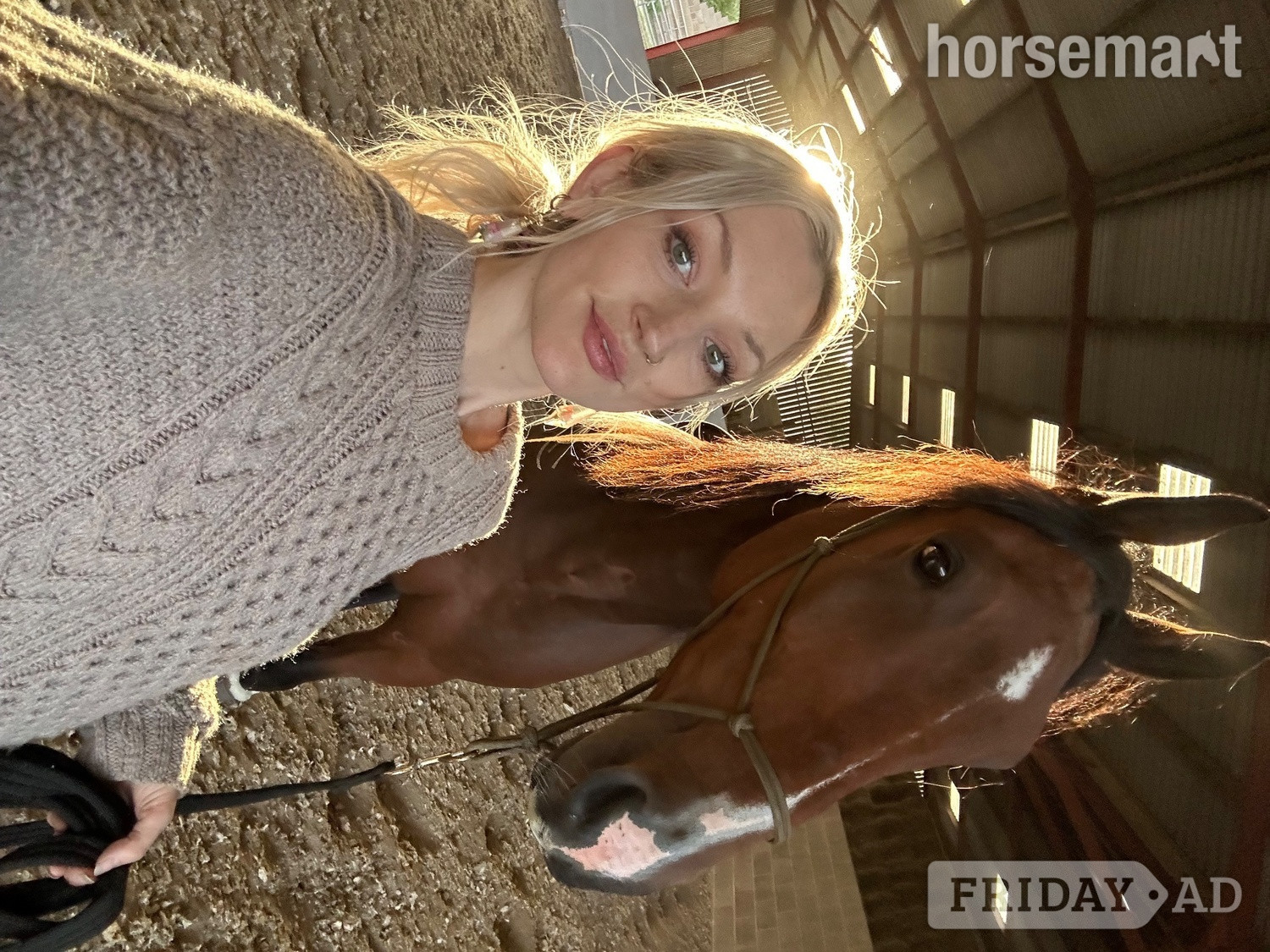"Rohan" Bay Gelding Companion Horse - Horses in Painswick