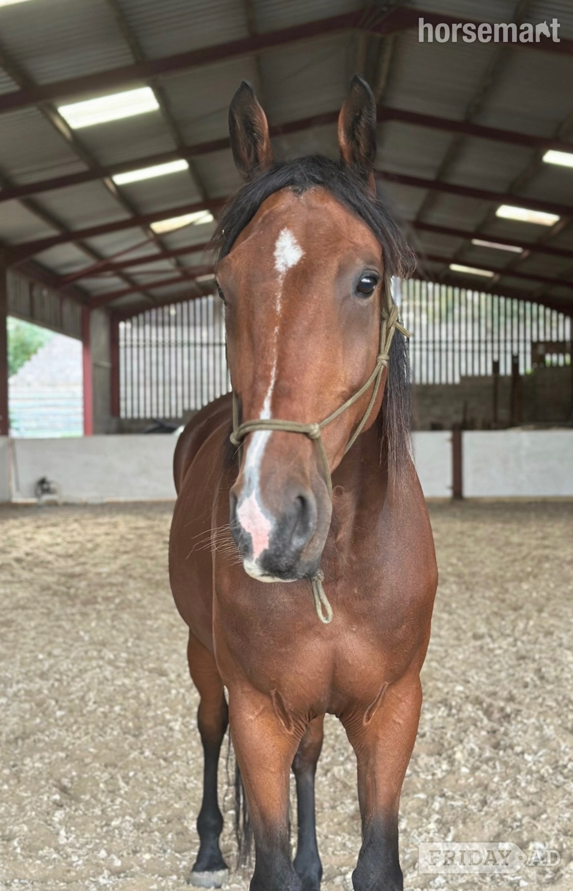 Painswick "Rohan" Bay Gelding Companion Horse