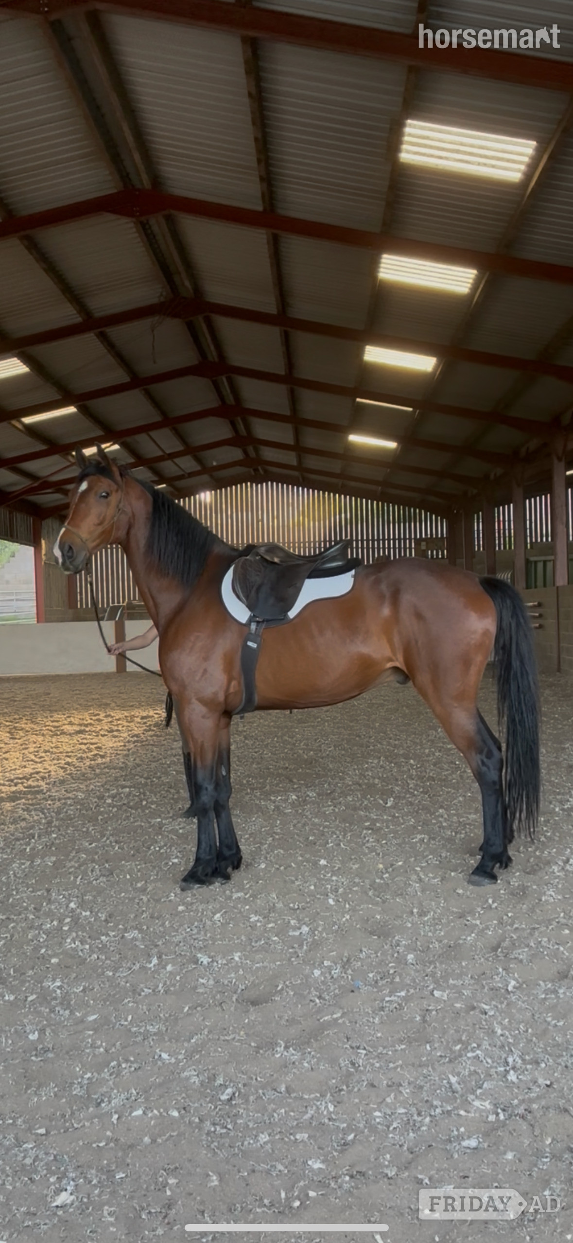 "Rohan" Bay Gelding Companion Horse