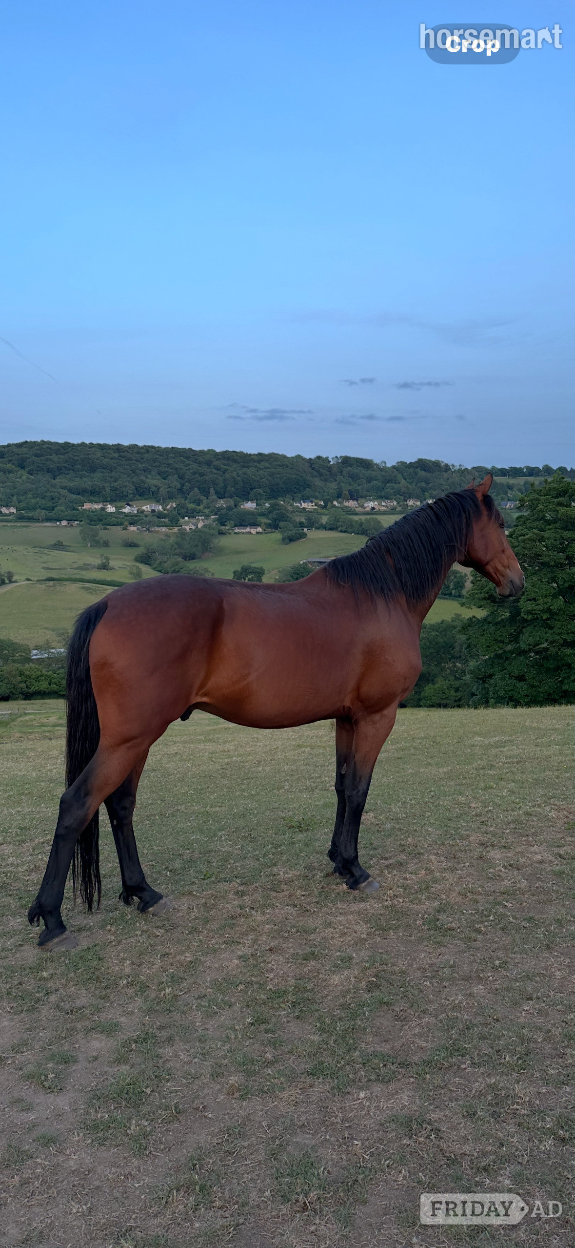 "Rohan" Bay Gelding Companion Horse in Painswick