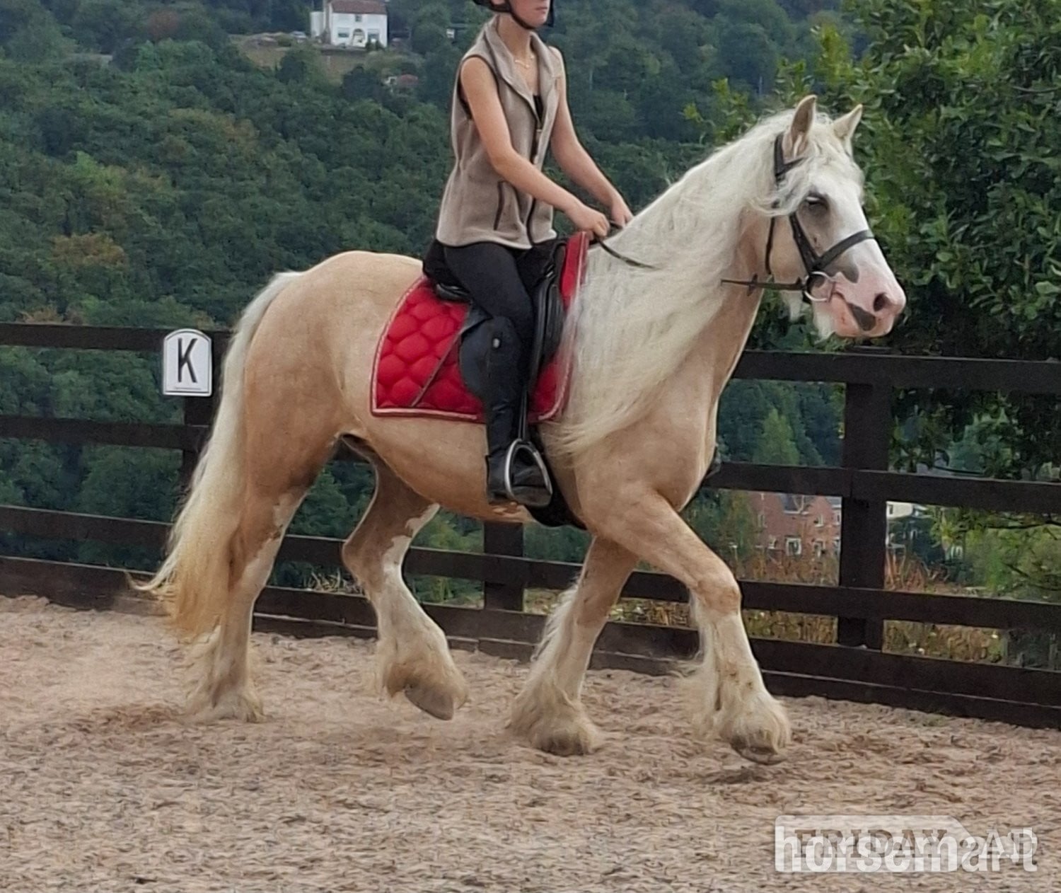 "Butter scotch " Palomino Mare Cob/Heavy Horse in Pudsey