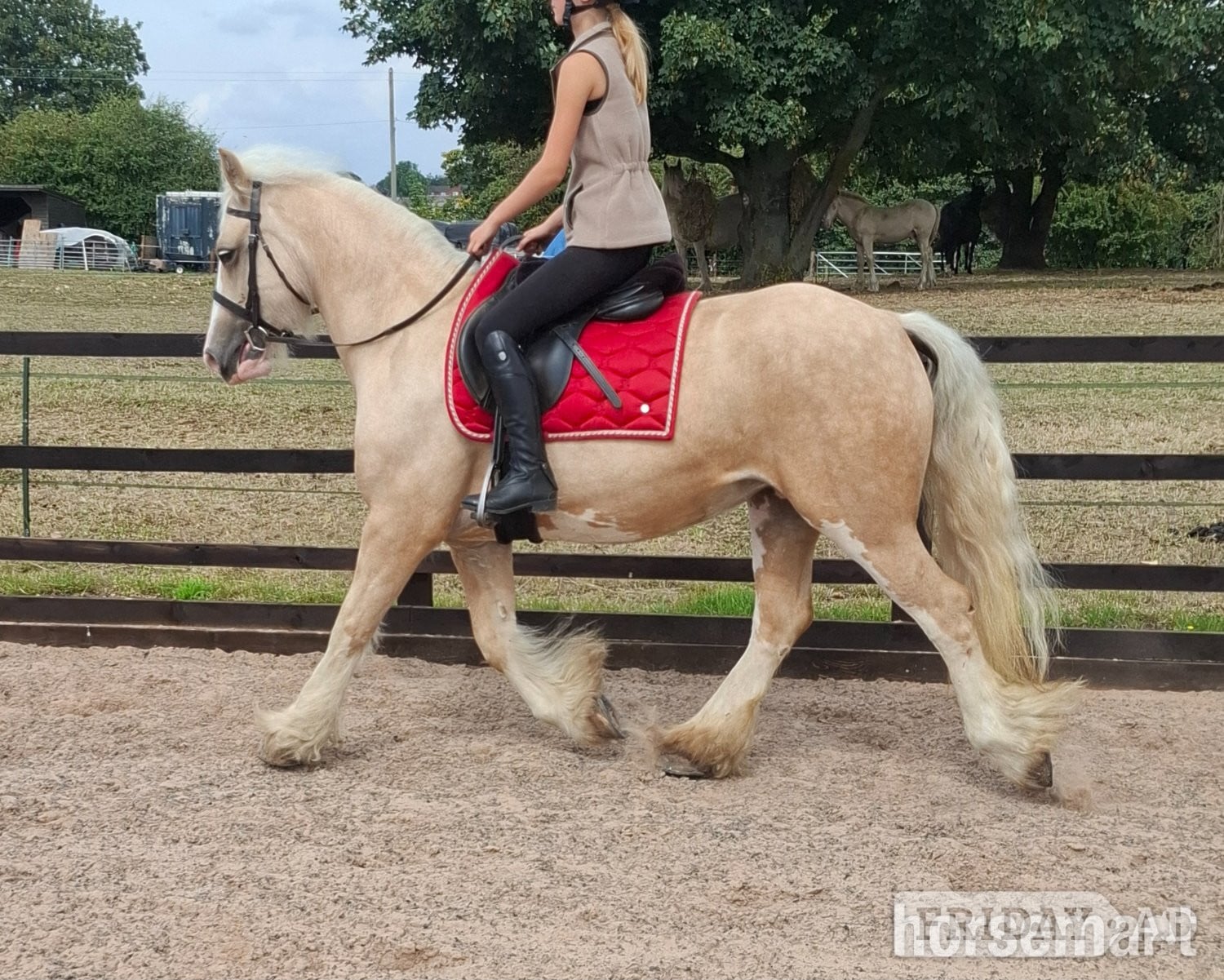 "Butter scotch " Palomino Mare Cob/Heavy Horse