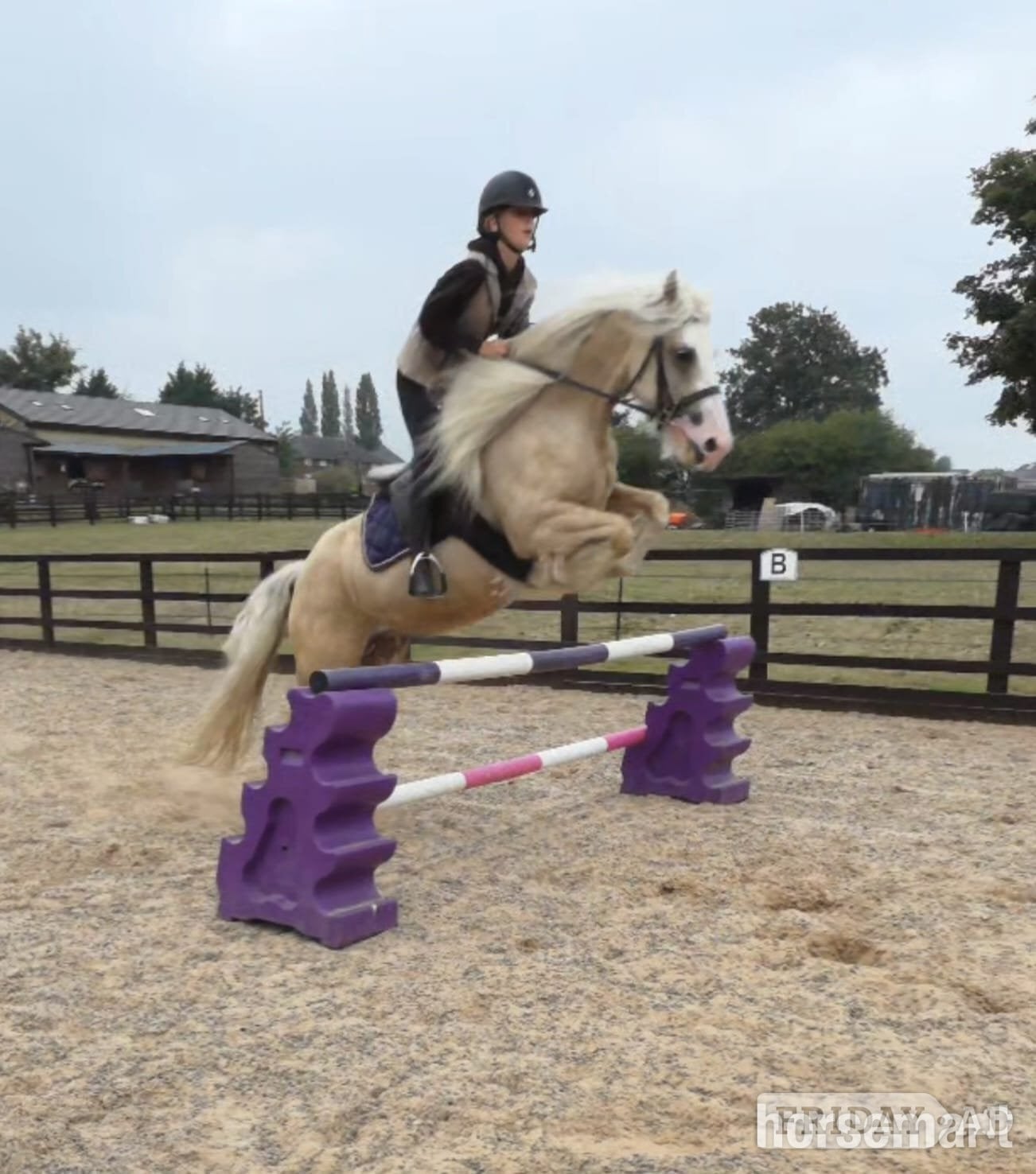 Pudsey "Butter scotch " Palomino Mare Cob/Heavy Horse