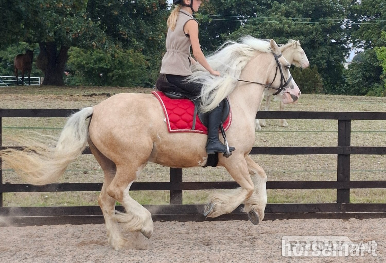 "Butter scotch " Palomino Mare Cob/Heavy Horse - Horses in Pudsey