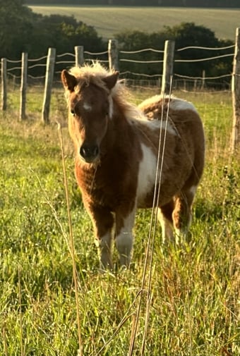 "Mac" Skewbald Colt Youngstock / Foal
