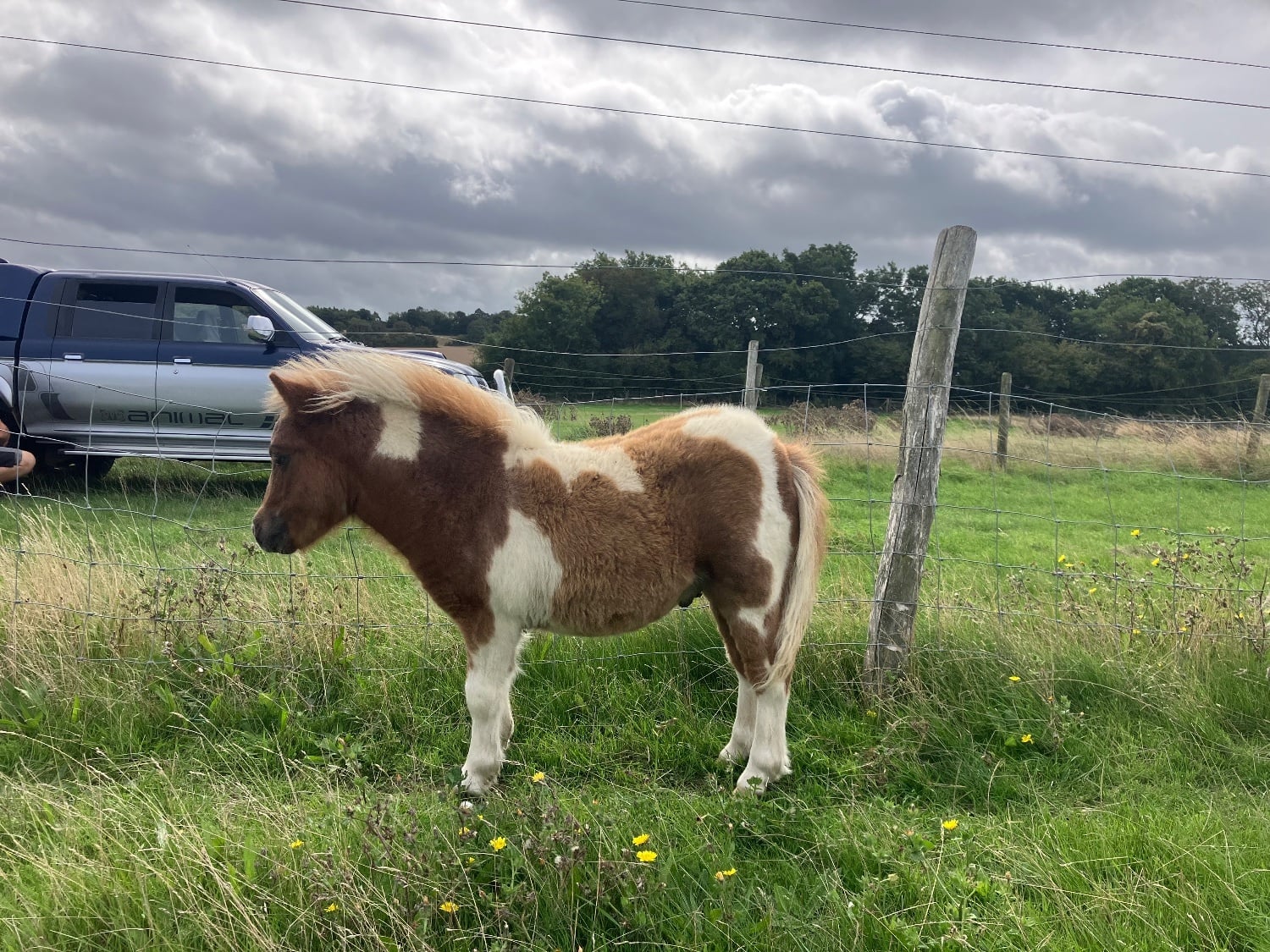 "Mac" Skewbald Colt Youngstock / Foal