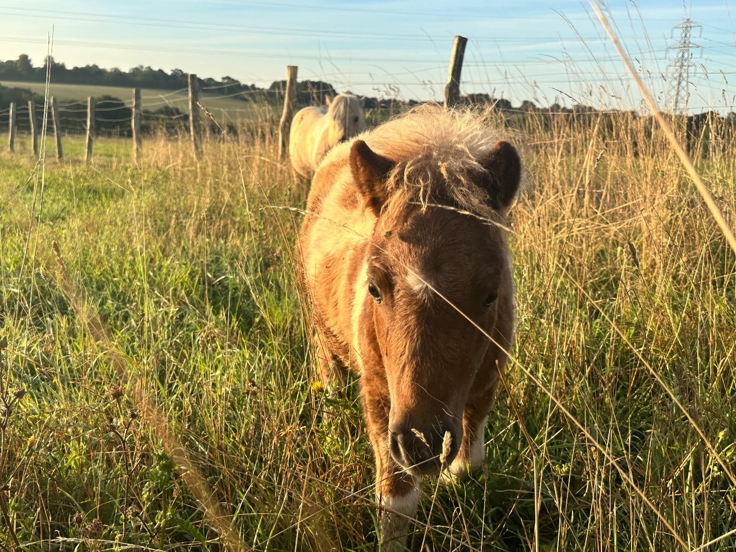 Canterbury "Mac" Skewbald Colt Youngstock / Foal