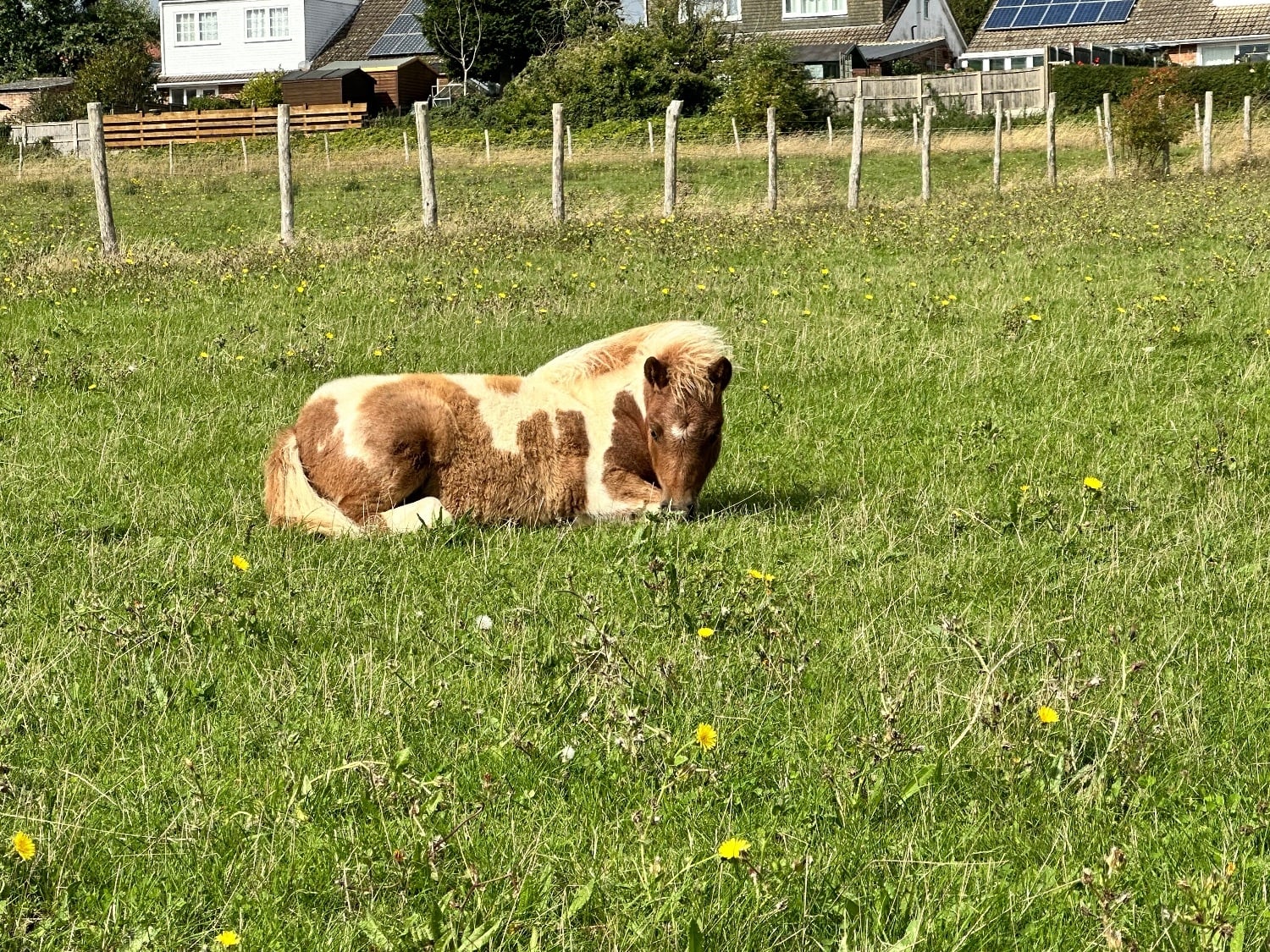 "Mac" Skewbald Colt Youngstock / Foal - Horses in Canterbury