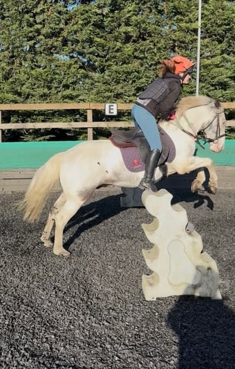 "Ernie (Mr. Boo)" Tri-Coloured Gelding All Rounder